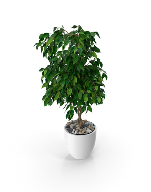 Ficus Benjamina (Weeping Fig)