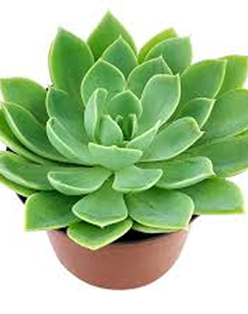 Echeveria Blue Atoll