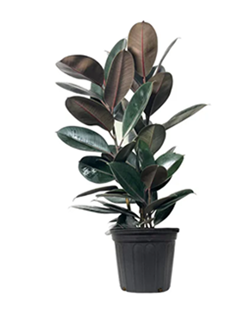 Rubber Plant